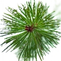 Pine Tree